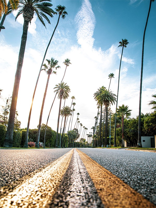 High Palm Trees in Hollywood